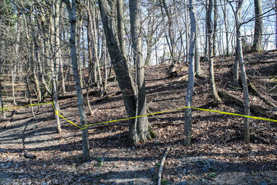 View of trees in forest