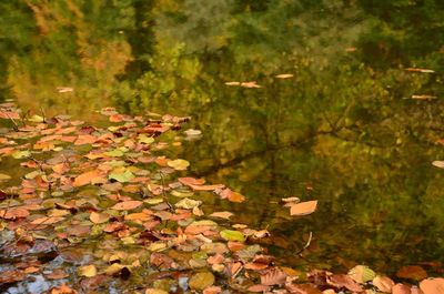 Autumn leaves on tree