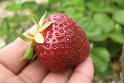 Close-up of cropped hand holding strawberries