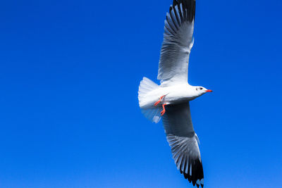 Low angle view of bird flying against clear blue sky