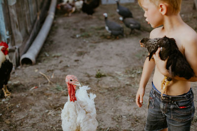 Shirtless boy holding chicken at farm