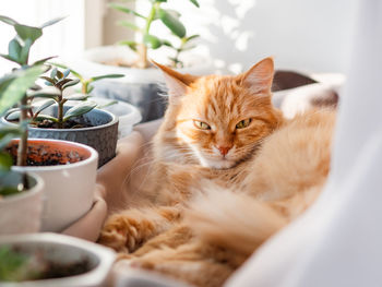 Portrait of a cat resting