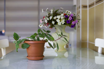 Potted plants on table