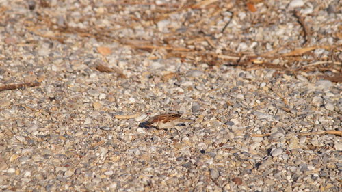 Close-up of lizard