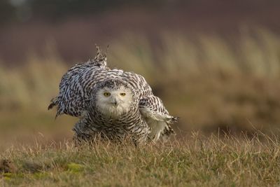Portrait of snowy owl on field