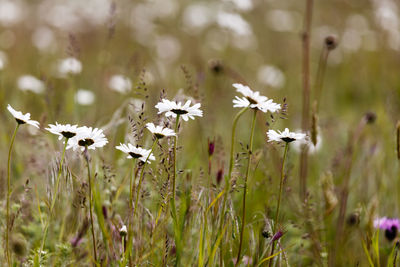 White flowers growing in field