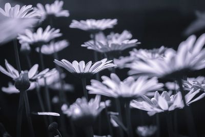 Close-up of white flowering plants against black background