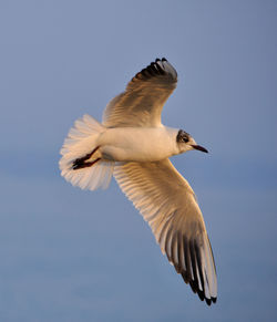 Low angle view of bird flying against clear blue sky