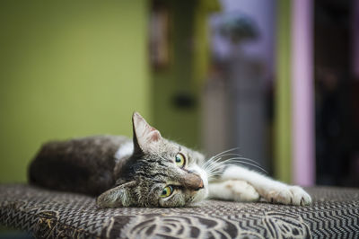 Close-up portrait of cat relaxing on bed