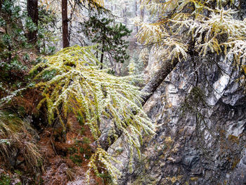 Moss growing on rocks in forest