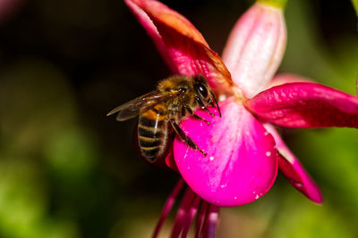 Close-up of insect on pink flower