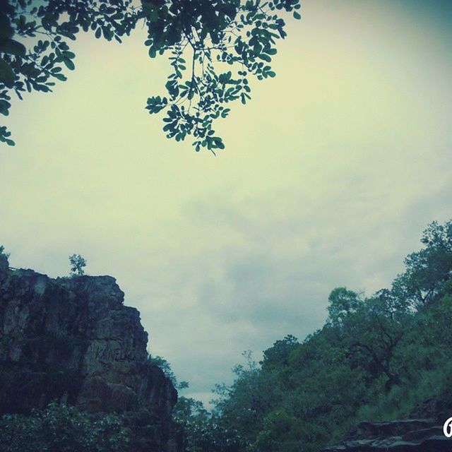 tree, sky, low angle view, cloud - sky, branch, tranquility, nature, growth, beauty in nature, tranquil scene, scenics, cloudy, cloud, outdoors, day, no people, non-urban scene, idyllic, tree trunk, sunlight