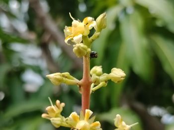 Close-up of yellow flowering plant