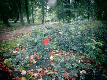 View of flowering plants in forest