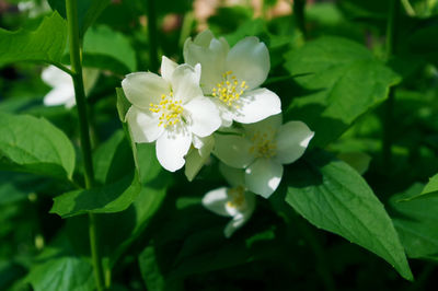 Close-up of white flowers