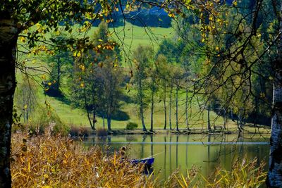 Trees by the lake