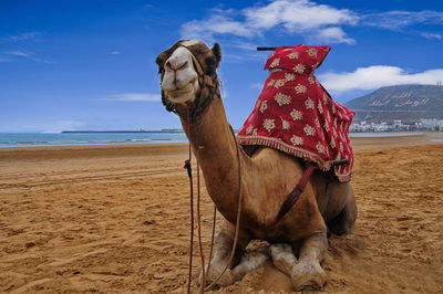 View of horse on beach