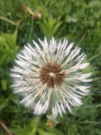 Close-up of dandelion flower