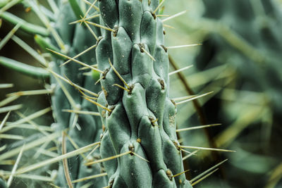 Cactus close up