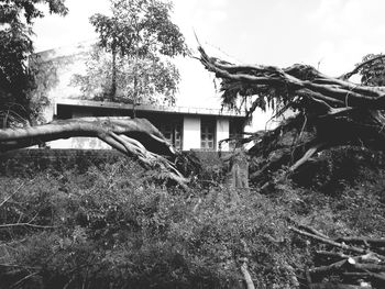 House with trees in background