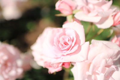 Close-up of pink roses blooming outdoors