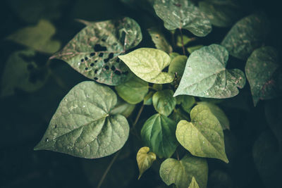 Close-up of leaves on plant