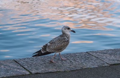 High angle view of seagull perching on retaining wall