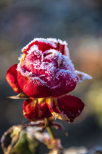 Close-up of frozen flower during winter