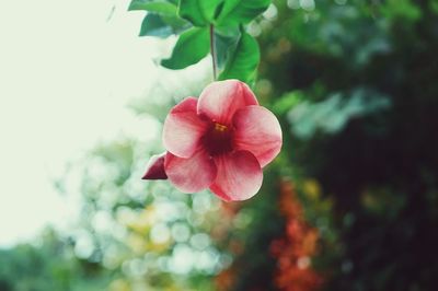 Close-up of pink hibiscus blooming outdoors