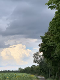 Low angle view of trees on field against sky