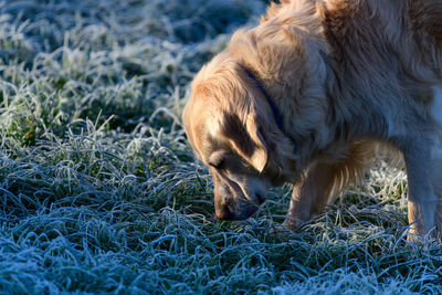 Close-up of dog on grass