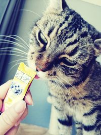 Close-up of hand holding cat