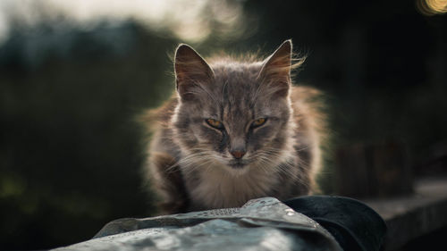 Close-up portrait of cat by outdoors