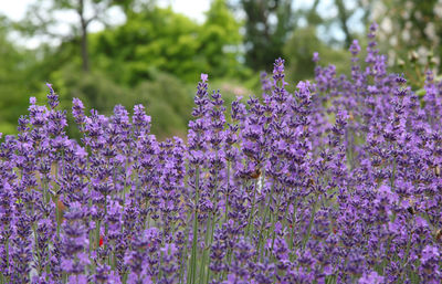 Close-up of purple flowering lavender on field