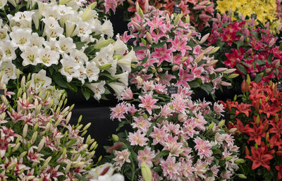 Close-up of pink flowering plants