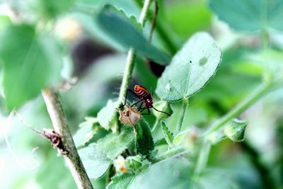 Close-up of insect on plant