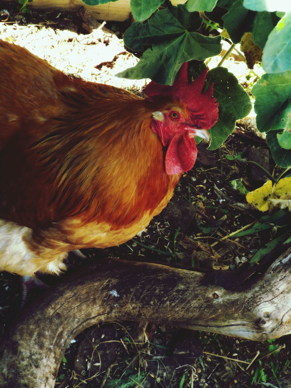 animal themes, one animal, domestic animals, mammal, nature, close-up, pets, day, leaf, field, outdoors, animals in the wild, wildlife, brown, no people, zoology, food and drink, dog, livestock, chicken - bird