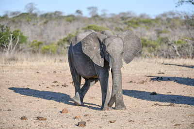 Elephant walking on a field