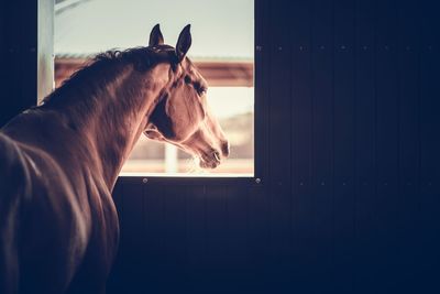 Side view of horse in stable