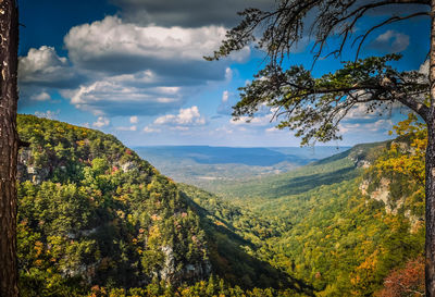 Scenic view of forest against sky