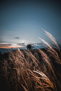 Scenic view of field against sky at sunset