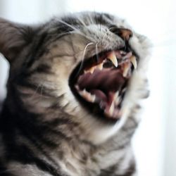 Close-up of cat sleeping