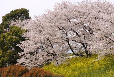 Low angle view of cherry trees by mustard plants on field