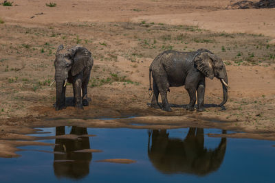 Elephants drinking water