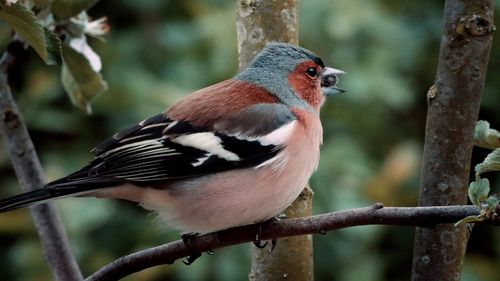 Close-up of bird perching on branch