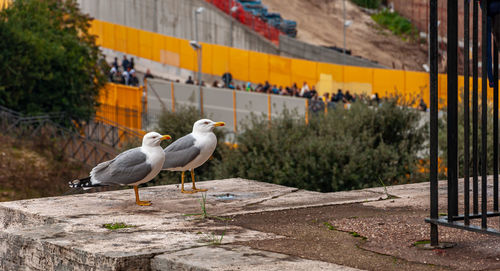 Seagulls perching on a wall