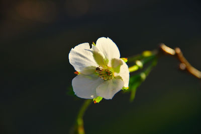 Close-up of white flowers