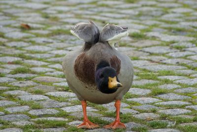 Close-up of duck  swinging wings