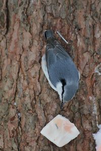 Close-up of a bird on tree trunk