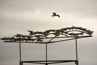 Low angle view of seagull flying